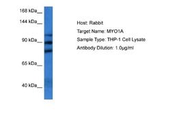 Myosin 1A Rabbit anti-Human, Polyclonal, Novus Biologicals 0.1 mL | Buy Online | Novus Biologicals | Fisher Scientific